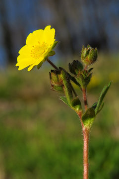 Creeping cinquefoil (Potentilla reptans) or European cinquefoil or creeping tormentil, a plant in the rose family Rosaceae with yellow heart-shaped petals, creeping plant native to Eurasia