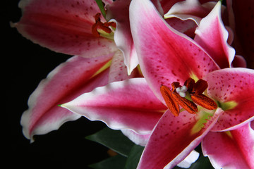 Fototapeta na wymiar Primo piano di fiori di lilium rosa, isolati su fondo nero