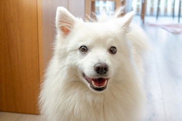 Japanischer Spitz Wolfsspitz 