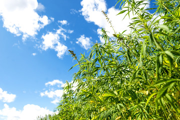 Industrial hemp field in the countryside in cloudy sky background, farmer growing cannabis plants, agriculture concept