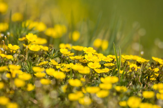 Creeping cinquefoil (Potentilla reptans) or European cinquefoil or creeping tormentil, a plant in the rose family Rosaceae with yellow heart-shaped petals, creeping plant native to Eurasia