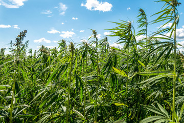 Industrial hemp field in the countryside in cloudy sky background, farmer growing cannabis plants, agriculture concept
