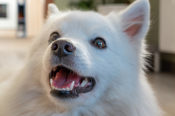 portrait of a dog Japanspitz weis