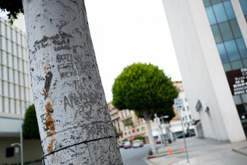 City trees doodle