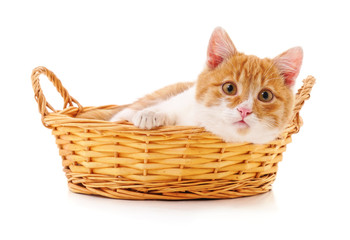 Kitten in a basket.
