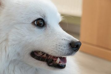 Augen nah eines weißen japanischen Spitz