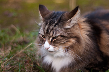 close-up of a cranky cat's face outdoor. norwegian forest cat portrait