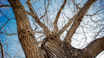 Millennial chestnut without leaves