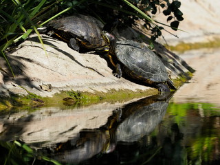 Fototapeta premium Terrapins reflected in pond