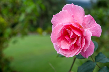 pink rose in the garden