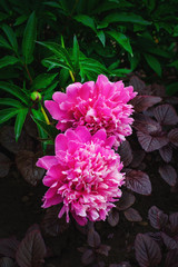 Pink peony flowers stand out among the background.