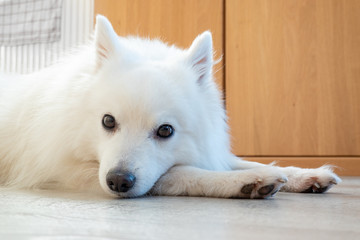 Weißer Spitz