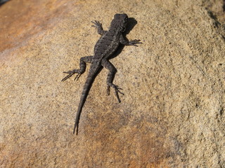 Western fence lizard on a rock