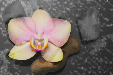 Obraz na płótnie Canvas Bright phalaenopsis orchid flower on the water