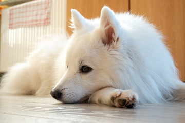 Japanspitz in weiß
