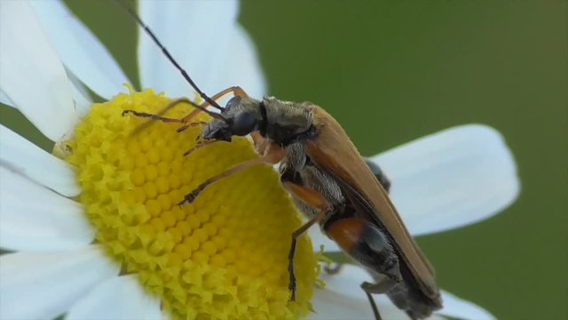 Echter Schenkelbock (Palopus fenioratus) beimm Bl&uuml;tenbesuch