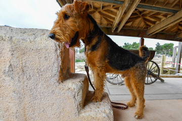 Airedale Terrier dog walking alone