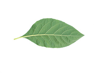 Fototapeta na wymiar fresh green leaf on white background