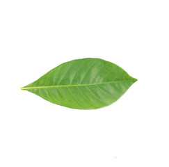 fresh green leaf on white background