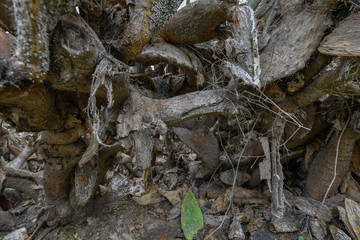Grove of old dry cacti in northern Israel