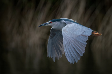 Beautiful Night Heron (Nycticorax nycticorax) flying low above the water. Blurry autumn  background. Noord Brabant in the Netherlands.