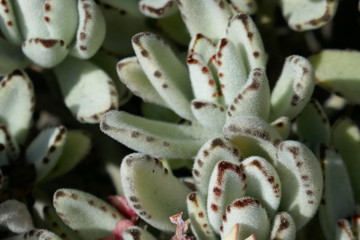 Cactus plants