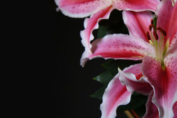 Primo piano di profumatissimi fiori di lilium rosa, isolati su fondo nero con spazio per testo