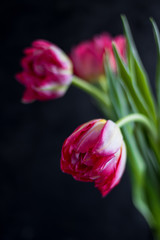 Obraz premium Spring beautiful Pink tulips on the dark blurred background