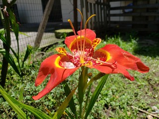 trigidia