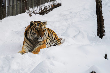 Fototapeta na wymiar Amur tiger lies in the snow in a nature park on a winter day. Protection of animal.