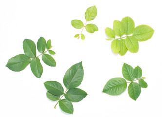 Fototapeta na wymiar Green leaf texture. Leaf texture background top view