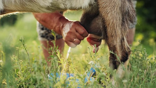 Female farmer milks a goat in a meadow among green grass. Milk flows into the bucket. Close-up shot