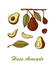 Avocados Vector set. Hass avocado or Bilse avocado variety. California tropical fruit. Hand drawn illustration