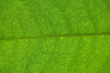 Tree green leaf texture close up for background