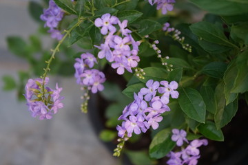 green leaves and duranta erecta flower in garden on a blurred background