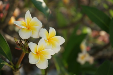 Fototapeta na wymiar plumeria or frangipani flower in the garden on a blurred background