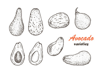 Avocado Varieties Vector set. Different types of Avocados. California tropical fruit. Black and white Hand drawn illustration