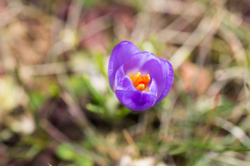 Fioletowy krokus 2