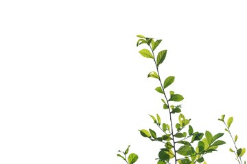Young tropical plant leaves with branches on white isolated background for green foliage backdrop and copy space 