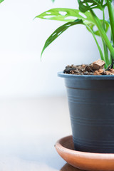 Window-leaf , Monstera obliqua in pot , indoor tree in Living Room