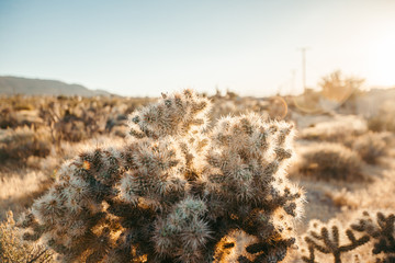 cactus in desert