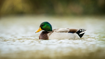 Canard Colvert