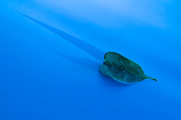 Trendy in 2020 Classic Blue background with leaf and their shadows. 2020 color trend. Flat lay.