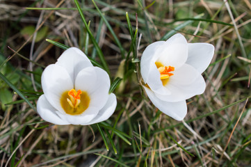 Białe krokusy