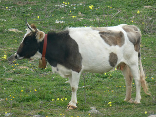 Mucca