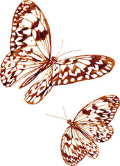 butterflies Paper Kite (Idea leuconoe) pen drawing isolated on white paper background