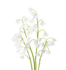 Four flowers of  Lily of the Valley isolated on white background.
