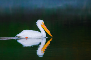 Great White Pelican