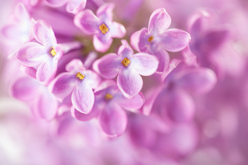 Naklejka na ściany i meble Macro image of Lilac flowers. Abstract floral background. Gentle light purple flower background. Very shallow depth of field, selective focus