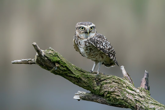 Cute Burrowing owl (Athene cunicularia) sitting on a branch. Blurry autumn background. Noord Brabant in the Netherlands. Copy space.